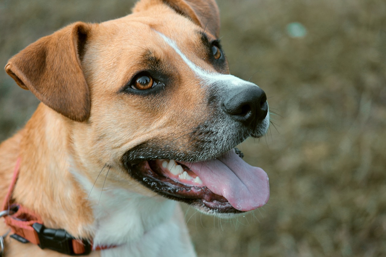 How to Identify and Understand Mixed Breed Dogs